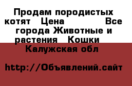 Продам породистых котят › Цена ­ 15 000 - Все города Животные и растения » Кошки   . Калужская обл.